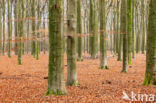 Beech (Fagus spec.)