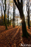 Beech (Fagus spec.)