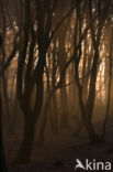 Beech (Fagus sylvatica)