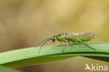 Bladwesp (Nematus melanaspis)