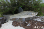 Topmouth gudgeon (Pseudorasbora parva)