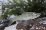 Topmouth gudgeon (Pseudorasbora parva)