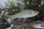 Topmouth gudgeon (Pseudorasbora parva)