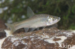 Blauwband (Pseudorasbora parva)