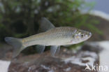 Blauwband (Pseudorasbora parva)