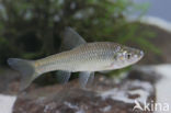 Blauwband (Pseudorasbora parva)