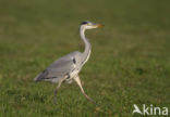 Blauwe Reiger (Ardea cinerea)