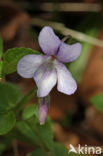 Bleeksporig bosviooltje (Viola riviniana)