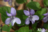 Bleeksporig bosviooltje (Viola riviniana)