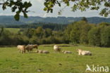 Blonde d Aquitaine cow (Bos Domesticus)