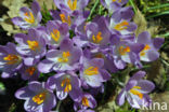 Early Crocus (Crocus tommasinianus)