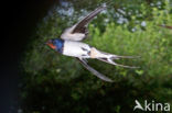 Boerenzwaluw (Hirundo rustica)