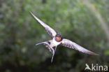 Boerenzwaluw (Hirundo rustica)