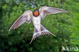 Boerenzwaluw (Hirundo rustica)