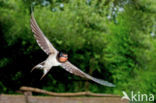 Barn Swallow (Hirundo rustica)