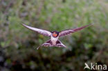 Boerenzwaluw (Hirundo rustica)