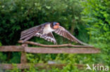 Boerenzwaluw (Hirundo rustica)