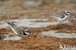 Ringed Plover (Charadrius hiaticula)