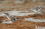 Bontbekplevier (Charadrius hiaticula)