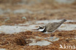 Ringed Plover (Charadrius hiaticula)