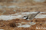 Bontbekplevier (Charadrius hiaticula)