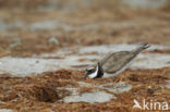 Bontbekplevier (Charadrius hiaticula)