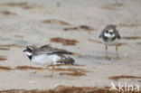 Ringed Plover (Charadrius hiaticula)