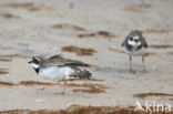 Bontbekplevier (Charadrius hiaticula)