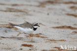 Bontbekplevier (Charadrius hiaticula)