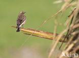 Pied Wheatear (Oenanthe pleschanka)