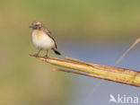 Pied Wheatear (Oenanthe pleschanka)