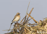 Pied Wheatear (Oenanthe pleschanka)