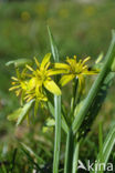 Bosgeelster (Gagea lutea)