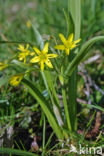 Bosgeelster (Gagea lutea)