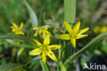 Bosgeelster (Gagea lutea)