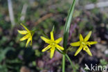 Bosgeelster (Gagea lutea)