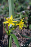 Bosgeelster (Gagea lutea)