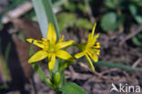 Bosgeelster (Gagea lutea)