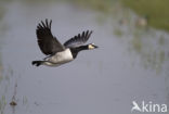 Brandgans (Branta leucopsis)