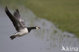 Brandgans (Branta leucopsis)