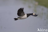 Brandgans (Branta leucopsis)