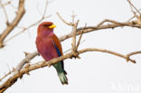 Broad-billed Roller (Eurystomus glaucurus)