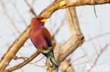 Breedbekscharrelaar (Eurystomus glaucurus)