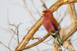 Breedbekscharrelaar (Eurystomus glaucurus)