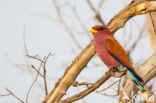 Breedbekscharrelaar (Eurystomus glaucurus)