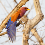 Broad-billed Roller (Eurystomus glaucurus)