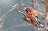 Broad-billed Roller (Eurystomus glaucurus)
