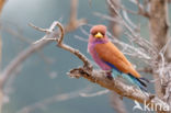 Broad-billed Roller (Eurystomus glaucurus)