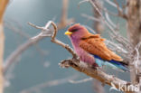 Breedbekscharrelaar (Eurystomus glaucurus)