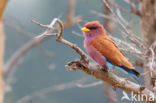 Broad-billed Roller (Eurystomus glaucurus)